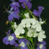 LOBELIA - Lobelia erinus 'String of Pearls'