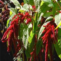 Love Lies Bleeding (Red) - Amaranthus caudatus 'Red'