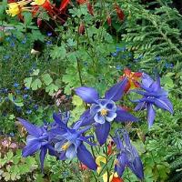 Columbine 'Long Spurred' - Aquilegia caerulea Hybr. 'Special'