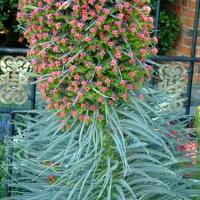 PINK TOWER OF JEWELS - Echium wildpretii