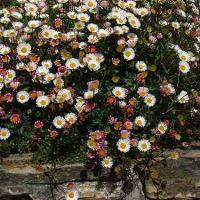 MEXICAN DAISY - Erigeron karavinskianus