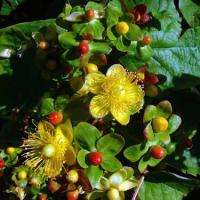 TUTSAN - Hypericum androsaemum