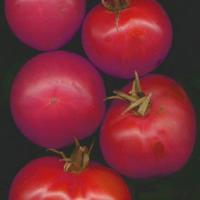 TOMATO -'BERNER ROSE' - Lycopersicon esculentum