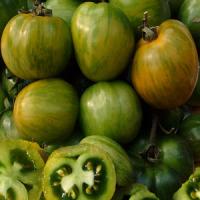 TOMATO 'GREEN ZEBRA' - Lycopersicon esculentum