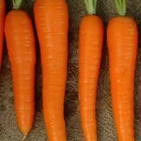 CARROT 'Manchester Table' - Daucas carota ssp. sativus