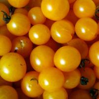 TOMATO 'Broad Ripple Currant' - Lycopersicon esculentum