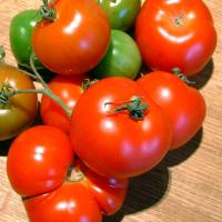 TOMATO 'STUPICE' - Lycopersicon esculentem