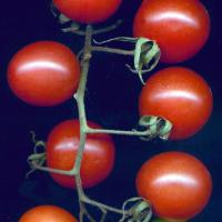 TOMATO 'Tommy Toe' - Lycopersicon esculentum