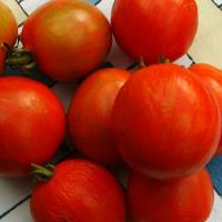 TOMATO 'TIGERELLA' - Lycopersicon esculentum