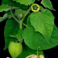 CAPE GOOSEBERRY - Physalis peruviana