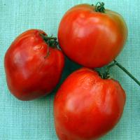 TOMATO 'OXHEART' - Lycopersicon esculentum