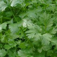 CORIANDER - Coriandrum sativum 'Slow Bolt'