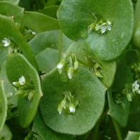 Lettuce 'Miners' - Montia perfoliata