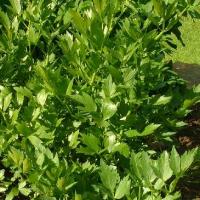 LOVAGE - Levisticum officinale