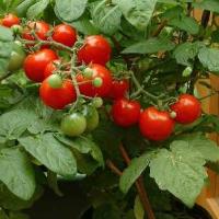 TOMATO 'TINY TIM' - Lycopersicon esculentum