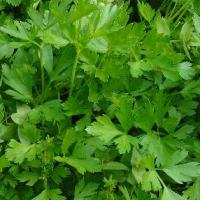 PARSLEY  ITALIAN - Petroselinum crispum