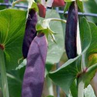 PEAS  'Purple Podded' - Pisum sativum var. arvense