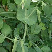 PEAS - SUGAR SNAP 'Cascadia' - Pisum sativum var. sativum