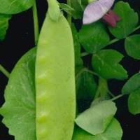 PEAS - SNOW PEA 'Yukomo Giant' - Pisum sativum macrocarpon