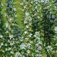 ROSEMARY - Rosmarinus officinalis