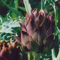 ARTICHOKE GLOBE 'Purple Headed' - Cynara scolymus 'Purple Headed'