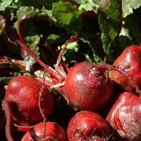 BEETROOT 'Early Wonder Tall Top' - Beta vulgaris