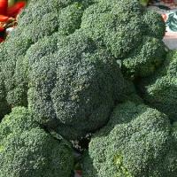 BROCCOLI 'DI CICCO' - Brassica oleracea var. italica