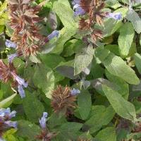 SAGE - Salvia officinalis