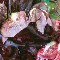 RADICCHIO 'Rossa di Treviso' - Cichorium intybus