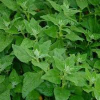 SPINACH - NEW ZEALAND - Tetragonia tetragonioides