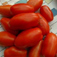 TOMATO 'SAN MARZANO' - Lycopersicon esculentum