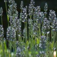 LAVENDER ENGLISH - Lavandula officinalis