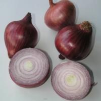 ONION 'Sheffield Red' - Allium cepa