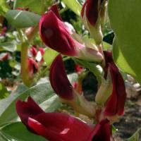 BEAN - BROAD ‘Crimson Flowering’ - Vicia faba