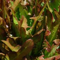 Lettuce 'Oak Leaf Red' - Lactuca sativa