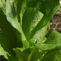 Lettuce 'Parris Island Cos' - Lactuca sativa