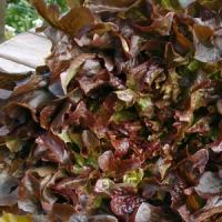 Lettuce 'Red Salad Bowl' - Lactuca sativa