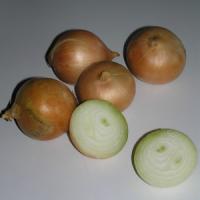 ONION 'Creamgold' - Allium Cepa