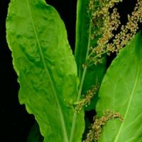 Sorrel, French - Rumex acetosa