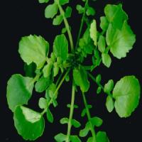 WATERCRESS - Nasturtium officinale