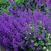 Catmint Nepeta mussini