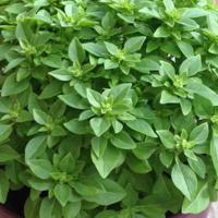 Basil Bush