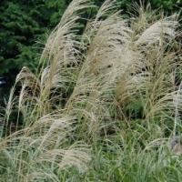 miscanthus