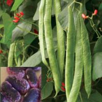 Runner Bean Scarlet Emp