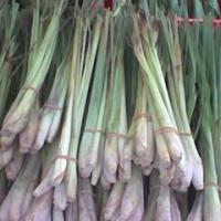 Lemon Grass