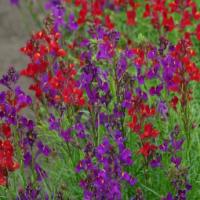 Linaria maroccana