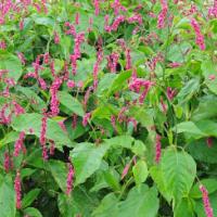 Persicaria orientalis