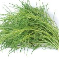 vSaltwort