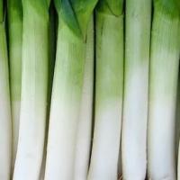 Leek Carentan Giant