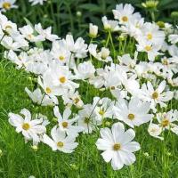 Cosmos White